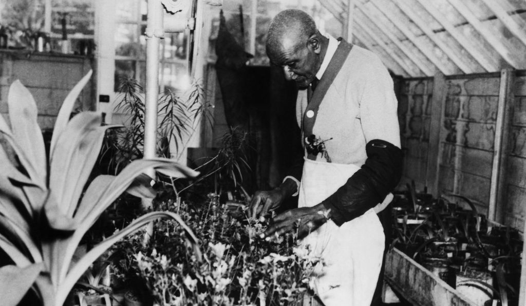 Ein älterer Herr in einer Schürze untersucht Pflanzen in einem Gewächshaus, was an George Washington Carver erinnert. Er steht zwischen Tischen mit verschiedenen Topfpflanzen unter hellem, natürlichem Licht, das durch Glasscheiben fällt.